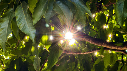 Sunlight Shimmers Through Lush Green Canopy with Warmth and Radiance