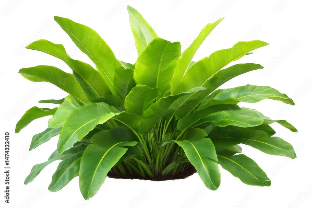Poster 明るい背景に隔離された密な緑の熱帯植物の活気に満ちた葉