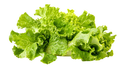 Fresh Summer Crisp Lettuce Isolated on White Background for Healthy Salad Recipes