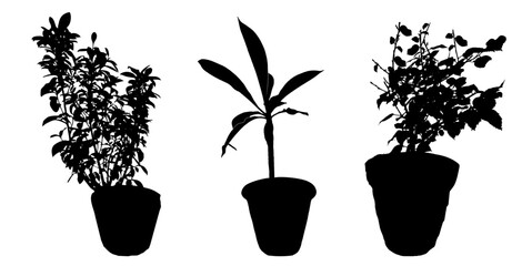 Silhouette Potted Plants Vector | Decorative Plant Pot Shadows 