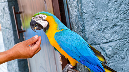 Vibrant blue and gold macaw being hand-fed a nut, a captivating avian encounter