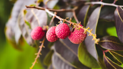 Vibrant close-up of ripening lychee fruit hanging from a tree branch