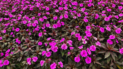 Fototapeta premium Vibrant field of impatiens flowers in full bloom showcasing colorful petals