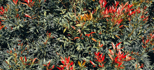 Vibrant foliage featuring striking red tips and verdant green leaves outdoors