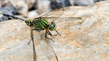 Vibrant Green Dragonfly Resting on a Textured Stone Surface in Natural Light