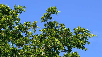 Vibrant green foliage against a bright blue sky on a sunny summer day
