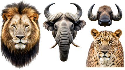 African Animal Portrait Bundle - Big Five Collection