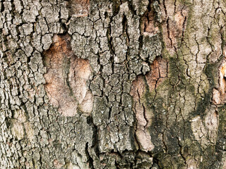 Dry tree bark texture as background