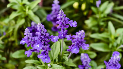 Vibrant purple salvia flowers with lush green foliage in a garden setting
