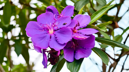 Vibrant splendor of purple tibouchina flowers with a small fly perched on petals