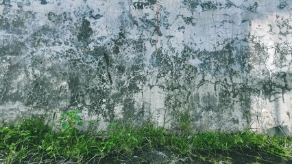 Obraz premium Weathered Wall Texture with Growing Greenery, a visual metaphor of nature's resilience