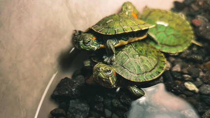 A captivating close-up of red-eared slider turtles congregating near water