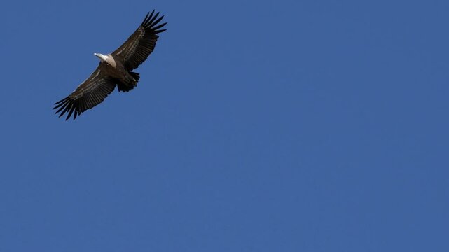 Majestic eagle soaring in the clear sky above the Desfiladero de Yecla gorge in Spain