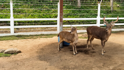 Fototapeta premium A Deer Family Portrait in a Farm Enclosure under the Warm Daylight