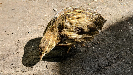 A focused quail foraging for food on a sunny day, nature's artistry