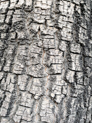 Dry tree bark texture as background