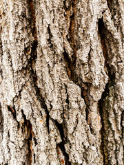 Dry tree bark texture as background