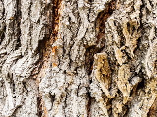 Dry tree bark texture as background