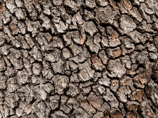 Dry tree bark texture as background