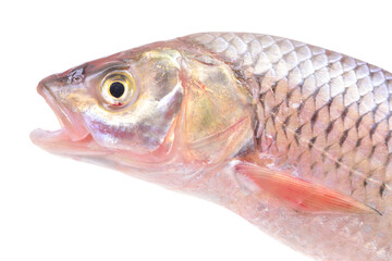 Fish chub isolated on white