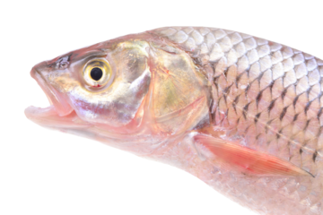 Fish chub isolated on white