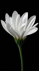 Fototapeta premium A pristine white daisy flower blossoms gracefully against a stark black background, revealing its delicate petals and verdant stem in exquisite detail and simplicity.