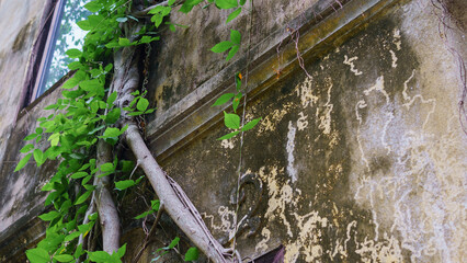 Urban nature reclaims an old, weathered wall as vibrant green vines climb and thrive, creating a striking contrast between decay and renewal in the city.