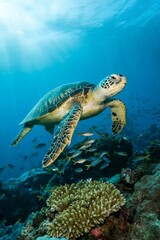Fototapeta premium Green Sea Turtle in Coral Reef: A graceful green sea turtle gracefully navigates a vibrant coral reef, its shell shimmering in the sunlight.