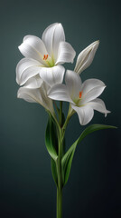 Fototapeta premium A captivating close up showcases the delicate beauty of pristine white lilies with slender green leaves against a dark and shadowy muted background tone.