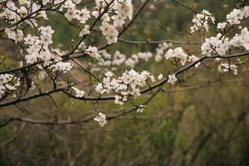 cherry blossom in spring