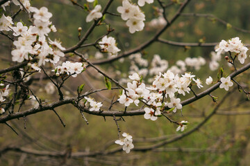 White apple flowers on a branch in spring. Blossoming fruit trees in the garden.