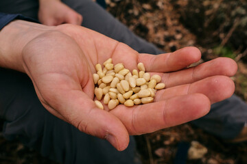 hand holding a small pile of pine nuts against a blurred background, focusing on their small size...