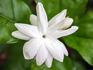 White Jasmine flowers, Close-up of Blooming thai jasmine shrub. White flowers. Background of nature.
