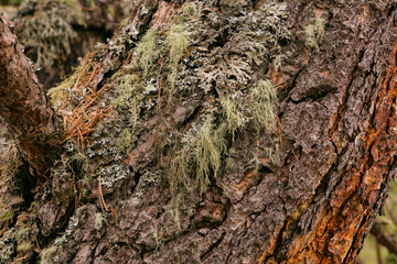 tree bark close-up. Wood texture. Moss on an old tree
