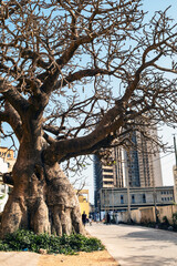 un immense baobab dans la ville de Dakar au Sénégal en Afrique