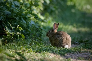 Bunny in a city park