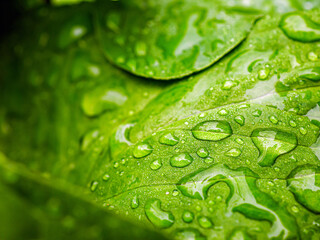 Beautiful large drop morning dew in nature, Drops of clean transparent water on leaves. Sun glare in drop. rainy season natural background
