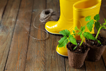 Tomato seedlings in peat pots, yellow rubber boots, garden tools. Wooden background.
