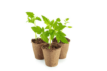 Tomato seedlings in peat pots isolated on white background.