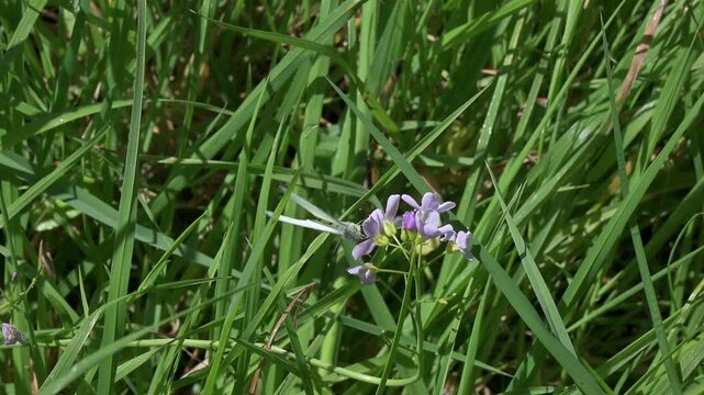 Green-Veined White butterfly (Pieris napi) feeding on Lady's Smock (Cardamine pratensis) flowers and flying away. May, Kent, UK [Slow motion x10]