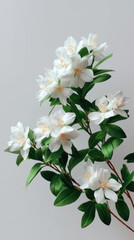 Obraz premium A delicate branch showcases pristine white flowers with yellow stamens amidst lush green leaves against a smooth, light gray background, creating a serene floral scene.