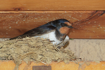 Obraz premium barn swallow while broods in its nest