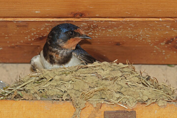 Obraz premium barn swallow broods in its nest