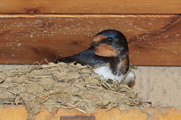 portrait of a barn swallow while broods in its nest © flafabri