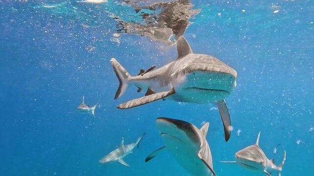 Predatory shark eats its prey in the ocean. Reef sharks and other fish in the indian ocean off the coast of the Seychelles. Underwater slow motion shot
