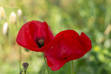 A striking red poppy flower stands out against a soft, blurred green background, its vibrant petals glowing with natural beauty.