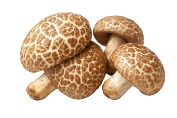 A cluster of fresh shiitake mushrooms with intricate caps and sturdy stems