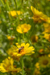 A honeybee collects pollen from a vibrant yellow daisy in spring sunshine. This macro shot captures the beauty of pollination—perfect for nature-themed art, prints, or educational use.