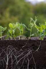 Young green pea plants in soil with roots