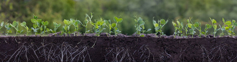 Young green pea plants in soil with roots